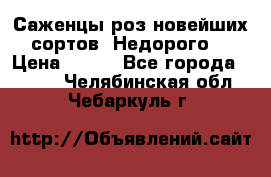 Саженцы роз новейших сортов. Недорого. › Цена ­ 350 - Все города  »    . Челябинская обл.,Чебаркуль г.